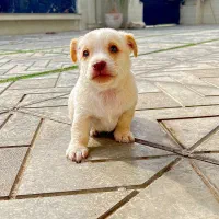 فروش سگ پاکوتاه نژاد شیدزو