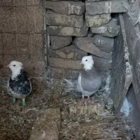 فروشی،طوق|پرنده|فردوس (خراسان), |دیوار