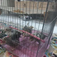 جوجه رسمی|حیوانات مزرعه|تهران, افسریه شمالی|دیوار