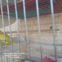 پرنده|پرنده|بندرعباس, |دیوار