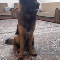 سگ ژرمن گمشده