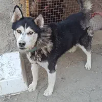 سگ هاسکی نر ۳ ساله