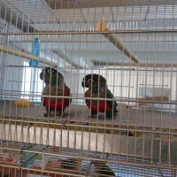 گرینچیک کریمسون مولد|پرنده|تهران, مقدم|دیوار