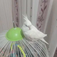 ۱ عدد عروس هلندی آلبینو  ماده