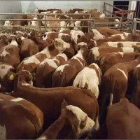 بشترین درامد در پروارسیمنتال های درجه یک واصیل