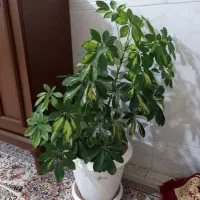 گل شفلرا ابلق