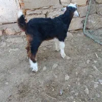 بز وبیگ|حیوانات مزرعه|اندیکا, |دیوار