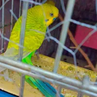 انواع پرنده|پرنده|میبد, |دیوار