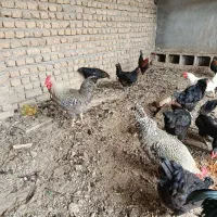 خروس امروک با مرغ سیاه