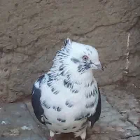 کفتر|حیوانات|آران و بیدگل, |دیوار