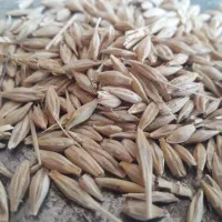 جو بذری درجه یک عالی