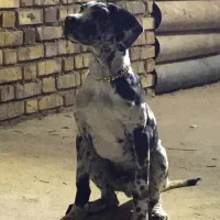 سگ گارد|سگ|شاهرود, |دیوار