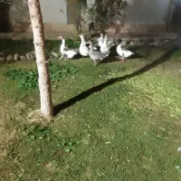 غاز