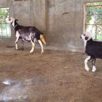 بره دار بروجردی عروسک