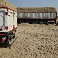 کاه نیشکر (باگاس)برای خوراک دام