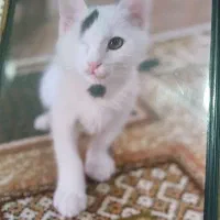 واگذاری گربه دی اس اچ