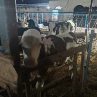 فروش گوساله و تلیسه|حیوانات مزرعه|سبزوار, قصبه غربی|دیوار