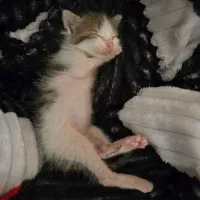 بچه گربه رایگان