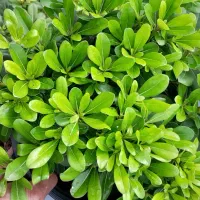 پیتسپروم نعنایی سایز بزرگ|خدمات باغبانی و درختکاری|کلاچای, |دیوار
