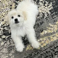 سگ پامر|سگ|مشهد, کوی المهدی|دیوار