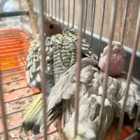 جوجه عروس هلندی سرحال