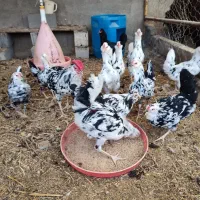 جوجه گلین لری اصل|حیوانات مزرعه|تهران, بازار|دیوار