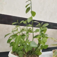 گل آگلونماصورتی وگل سانسوریاکوتاه|گل و گیاه طبیعی|بوکان, |دیوار