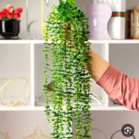 شمشاد آویزی از تولید به مصرف