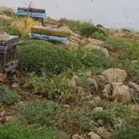 عسل بهاره چند گیاه قیمت مناسب