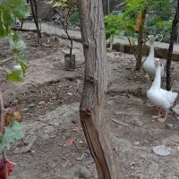 غاز و خروس|حیوانات مزرعه|گرگان, |دیوار