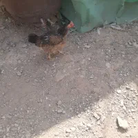 مرغ و خروس  محلی