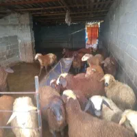 فروش بره زنده