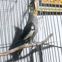 عروس|پرنده|بهارستان, |دیوار