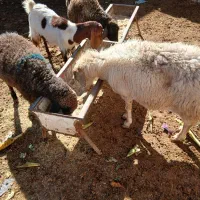 بره ماده چاق۳۹ک میش ابس  بزکول ابست دندان دوتایکی