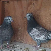 جوجه کبوتر پرشی