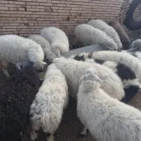 بره ماده