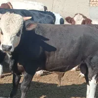 گوساله چاق سیمینتال و هلشتاین