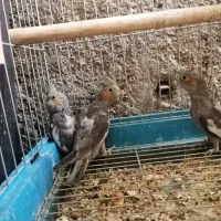 جوجه عروس هلندی