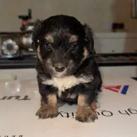 واگذاری|سگ|کرج, شهرک بنفشه|دیوار