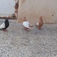 فروش کفتر سینه ای ماده|پرنده|اهواز, بهارستان|دیوار