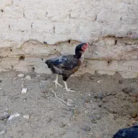 ماکیان