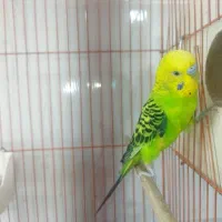 جفت مرغ عشق بهمراه جوجه|پرنده|ارومیه, |دیوار