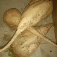 چقندر قند برای فروش