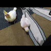 عروس لوتینو|پرنده|رباط‌کریم, رباط‌کریم|دیوار