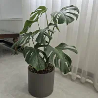 برگ انجیری همراه با گلدون پلیمری و زیر گلدونی