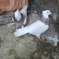 طوق|پرنده|زاگرس, |دیوار