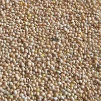 ارزن بومی محلی تمیز گناباد|عمده‌فروشی|گناباد, |دیوار