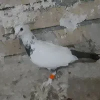 کبوتر رنگه سالم|پرنده|گلبهار, شهر جدید گلبهار|دیوار
