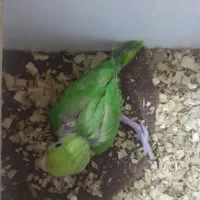 جوجه ملنگو سالم  و گرینچیک