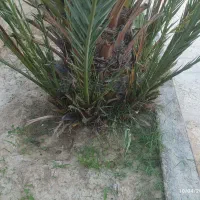 فروش نهال برحی